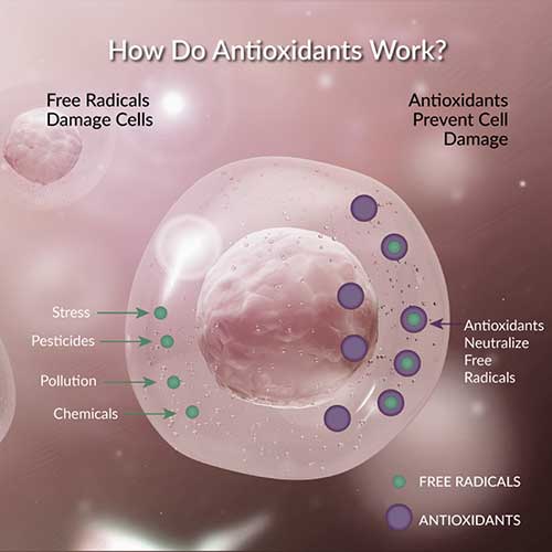 Antioxidants Diagram